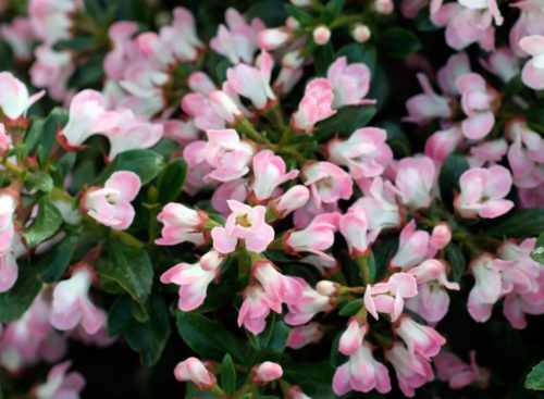 Close up of flowers on Escallonia Apple Blossom hedge plant
