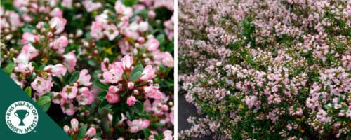 Escallonia Apple Blossom hedging plants