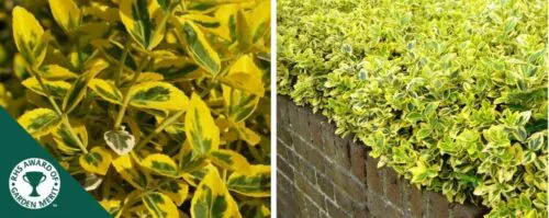 Golden euonymus hedging plants