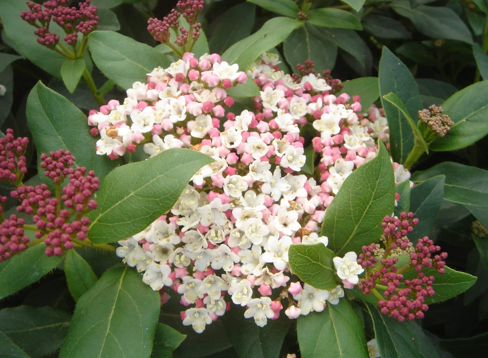 Buy Viburnum Tinus Hedge Plants Viburnum Tinus Eve Price Hedging