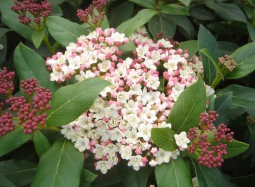Close up of buds and flowers on Viburnum tinus Eve Price hedge plant