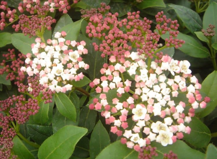 Buy Viburnum Hedges Viburnum Hedge Plants Hopes Grove Nurseries