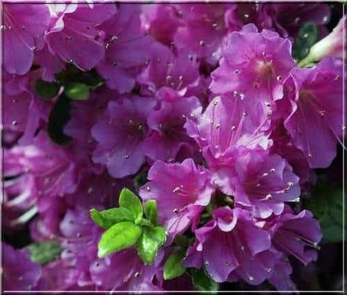 Evergreen Azalea Geisha Purple