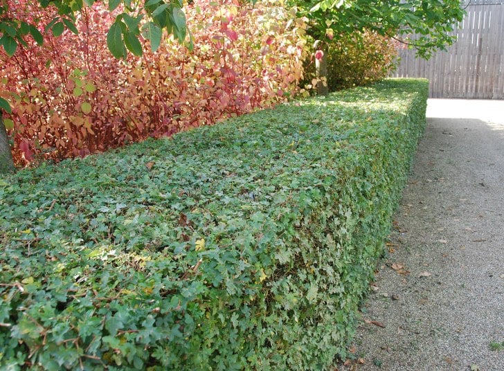 Buy Field Maple Hedge Plants Acer Campestre Hedges Hopes Grove 