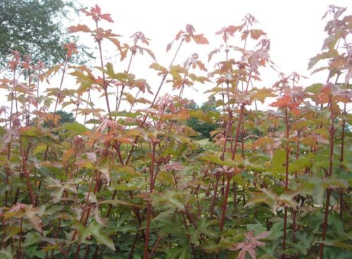 Bronzy coloured young growth of Field Maple in a native hedgerow Acer campestre