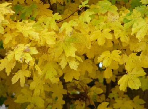 Buttery yellow autumn leaf colour on a Field Maple hedge Acer campestre
