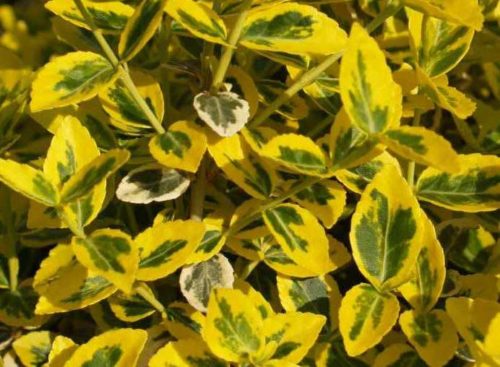 Close up foliage of Golden Euonymus hedge plant Euonymus fortuneii Emerald n' Gold