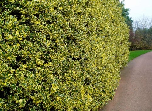 Established hedge of Golden Holly Ilex altaclerensis Golden King