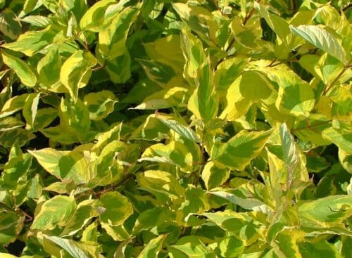 Summer foliage on a hedge of Golden Dogwood Cornus alba Spaethii