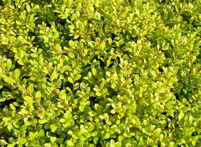 Foliage detail of Golden Japanese Holly Ilex crenata Golden Gem