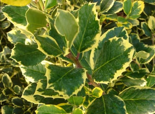 Close up of foliage on Golden Holly hedge plant Ilex altaclerensis Golden King