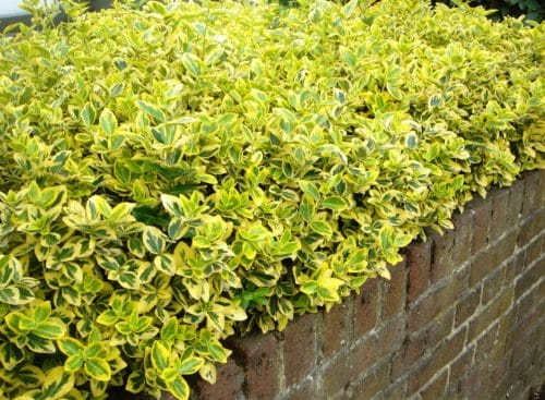 Golden Euonymus hedge on top of wall Euonymus fortuneii Emerald n' Gold