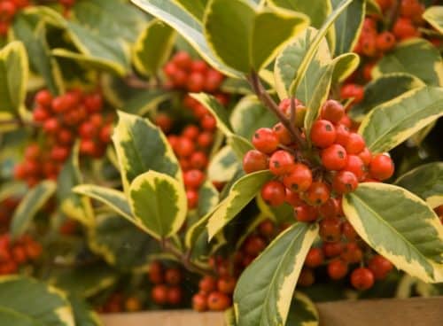 Red berris on Golden Holly hedging plant ilex alteclerensis Golden King