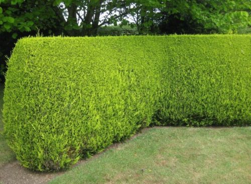 Tall Golden Leyladii hedge Cupressocyparis Leylandii Castlewellan Gold