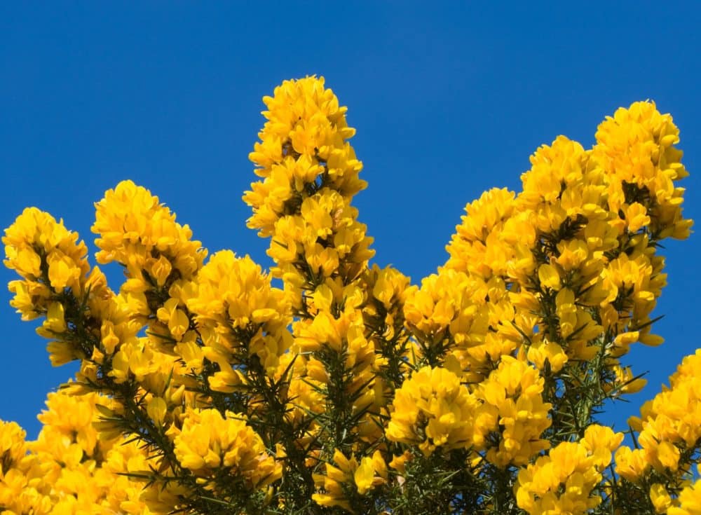 Buy Gorse Plants (Ulex Europaeu) Potted Hedging by Hopes Grove Nurseries