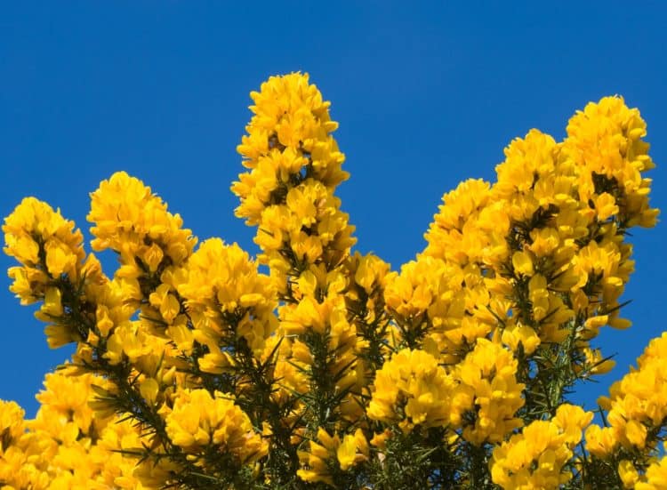 Gorse hedging plant with yellow flowers Ulex europaeus
