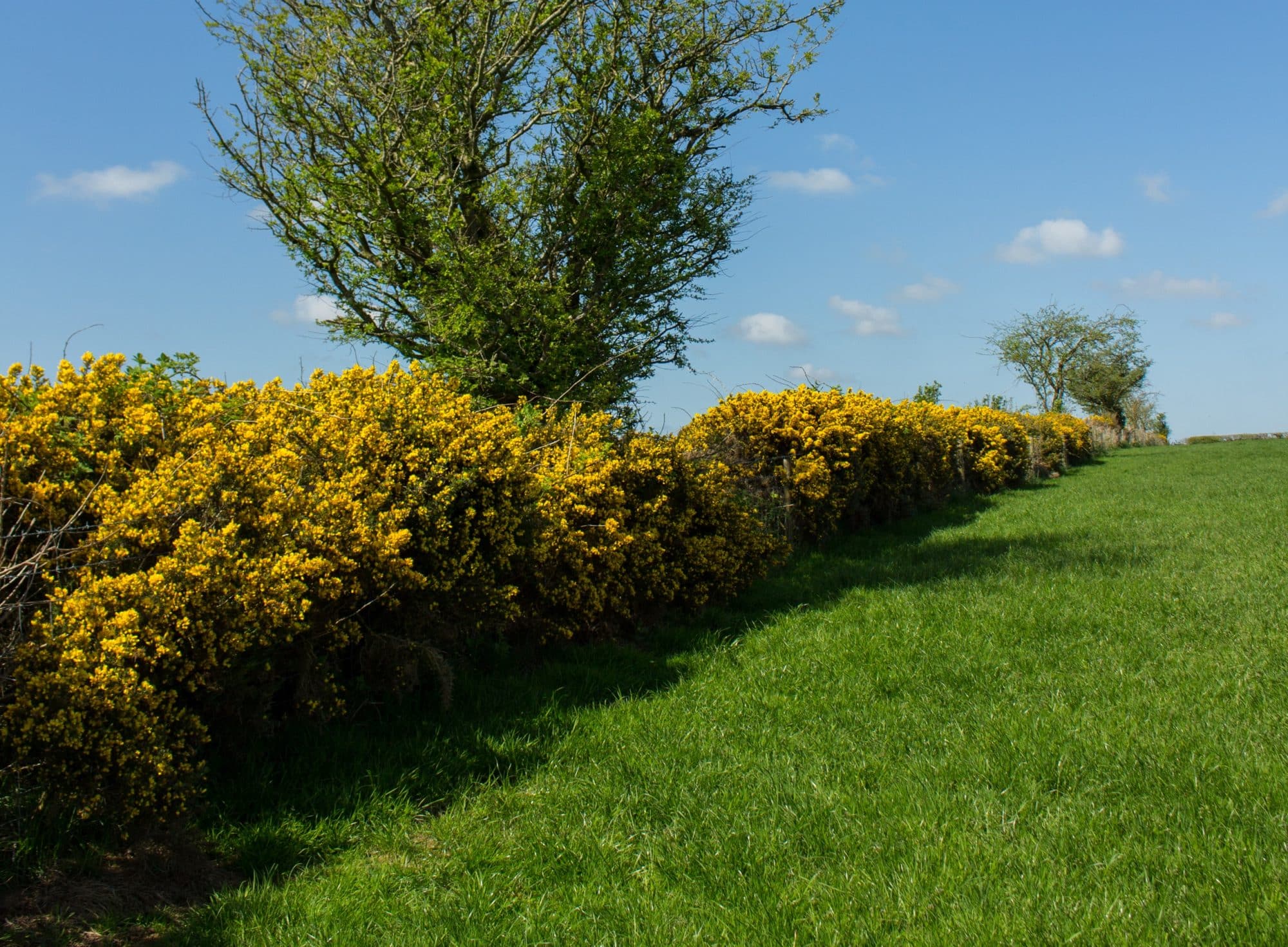 Buy Gorse Plants (Ulex Europaeu) Potted Hedging by Hopes Grove Nurseries