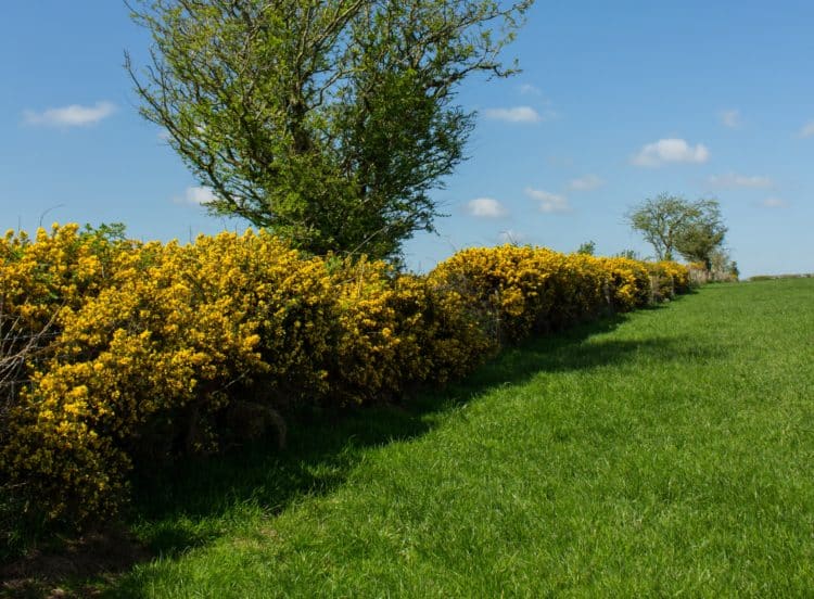 Gosre boundary hedge in flower Ulex europaeus