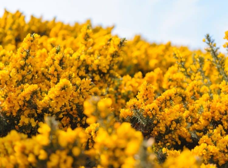 large stand of native gorse Ulex europaeus