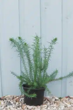 Gorse Potted Hedging 30-50cm 144-0in