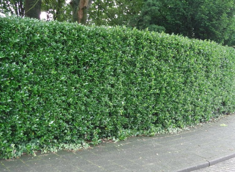 Ilex aquifolium evergreen hedge Green Holly