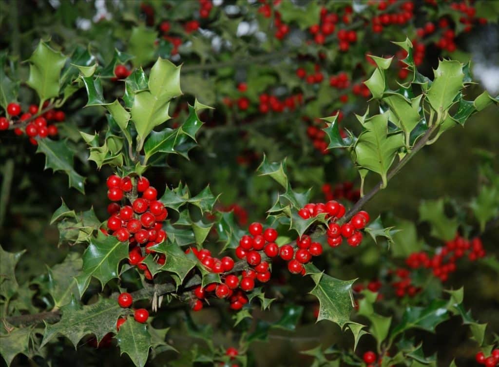 Buy Holly Hedging (Ilex) Ilex Hedge Plants from Hopes Grove Nurseries