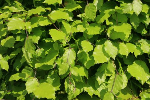 Green Beech hedge foliage in summer Fagus sylvatica