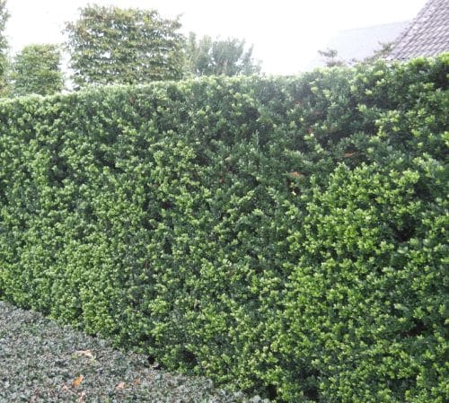 Large Japanese holly hedge Ilex crenata Green Hedge