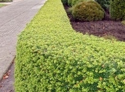 Small ornamental hedge of green Japanese Holly Ilex crenata Green Hedge