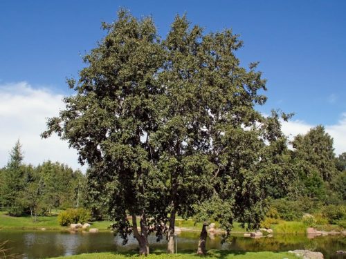 Grey Alder large trees and gedging Alnus incana