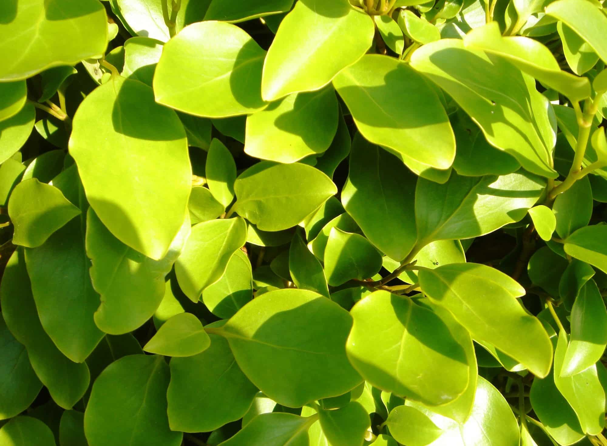Buy Griselinia Hedging Griselinia Littoralis Hedge Plants New
