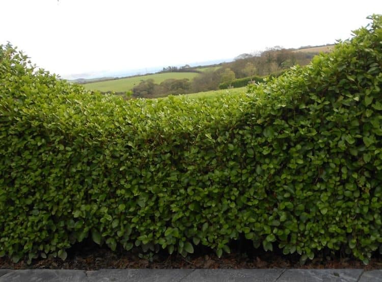Curved hedge of Griselinia littoralis