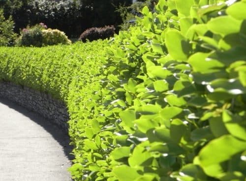 Sweeping curved hedge of New Zealand Privet Griselinia littoralis