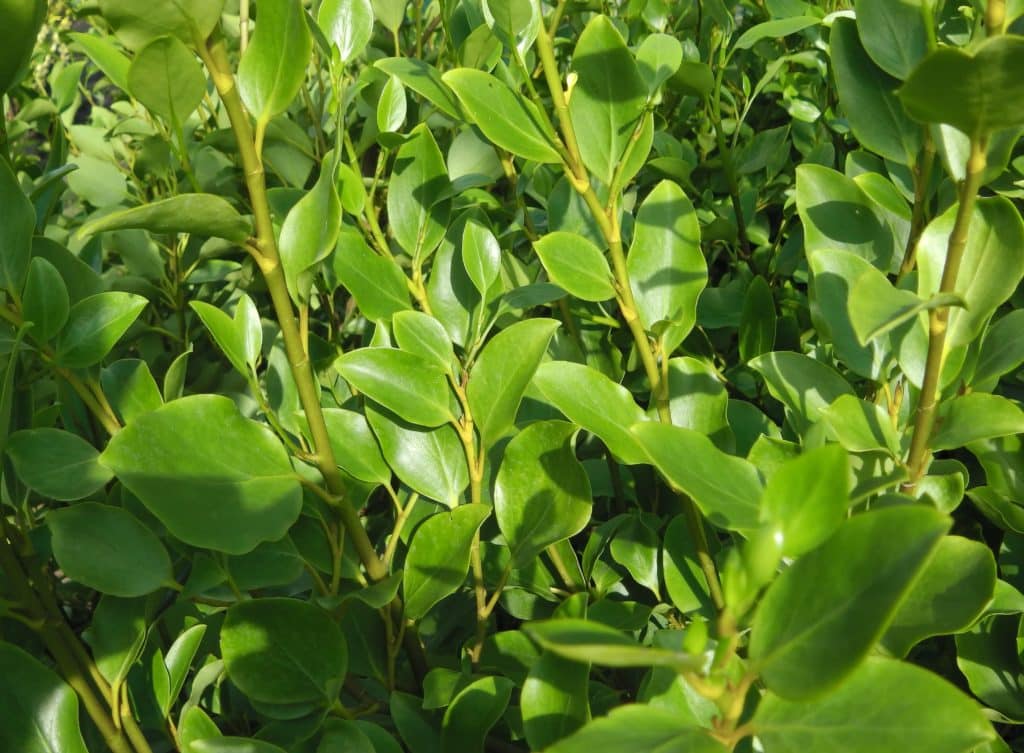 Buy Griselinia Hedging Griselinia Littoralis Hedge Plants New Zealand Privet Hedges