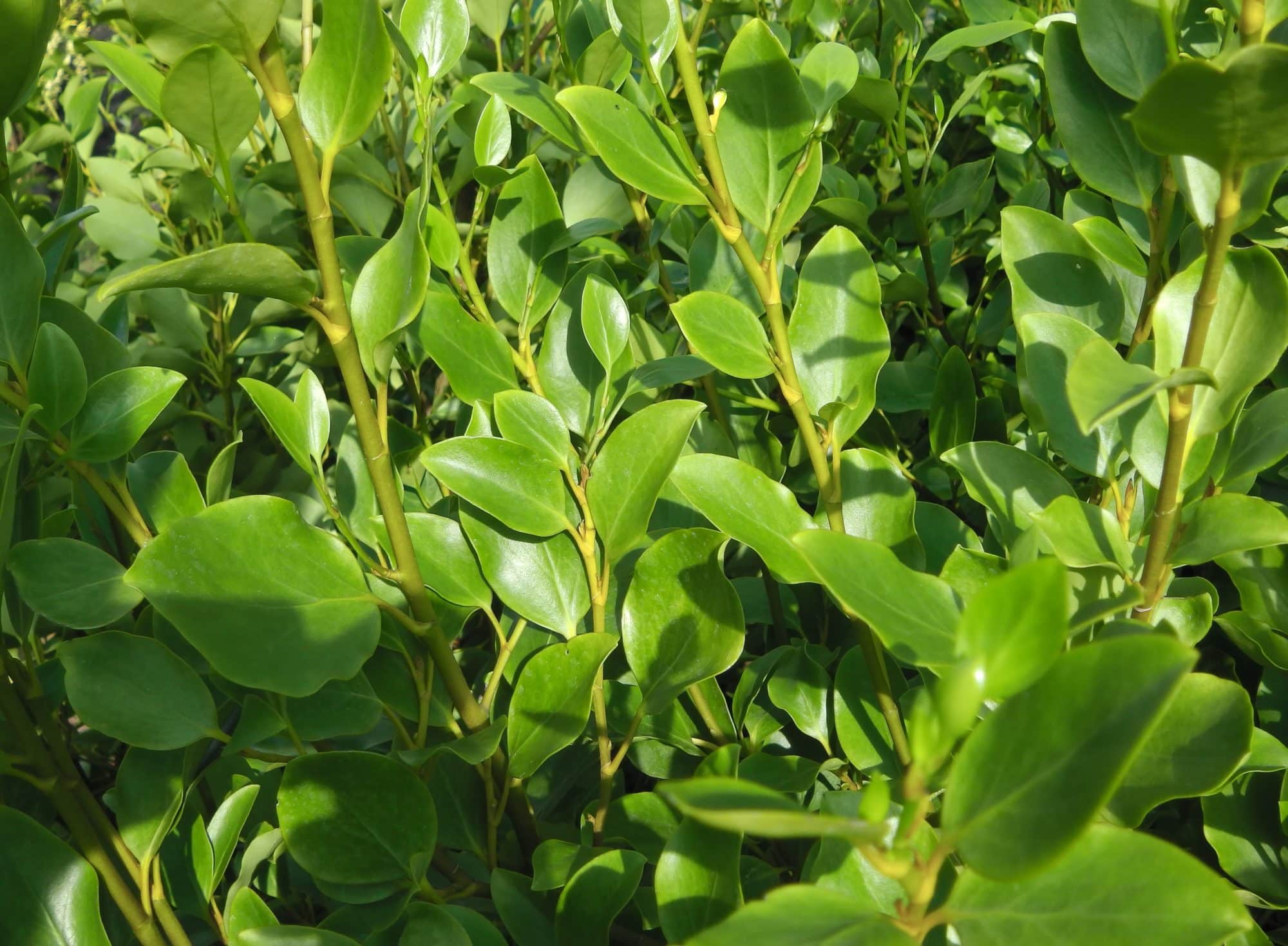 Buy Griselinia Hedging Griselinia Littoralis Hedge Plants New