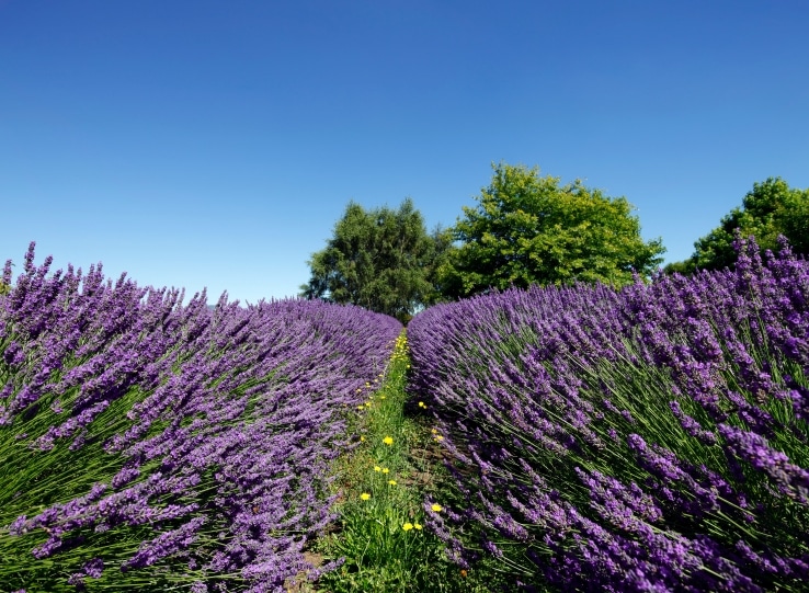Buy Lavender Grosso Hedge Plants Lavandula Intermedia Grosso