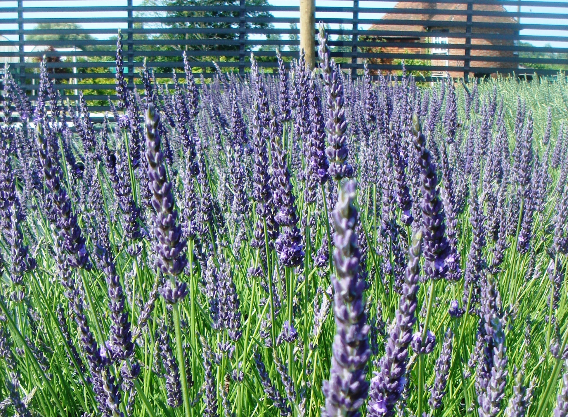 Buy Lavender Grosso Hedge Plants Lavandula Intermedia Grosso
