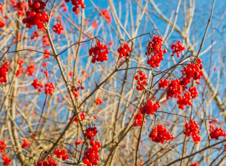 Bare branches of Guelder Rose hedging plant in winter with berries Viburnum opulus