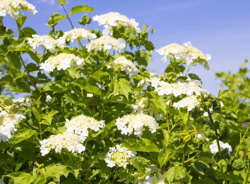 Buy Guelder Rose Hedging Guelder Rose Hedge Plants Viburnum Opulus