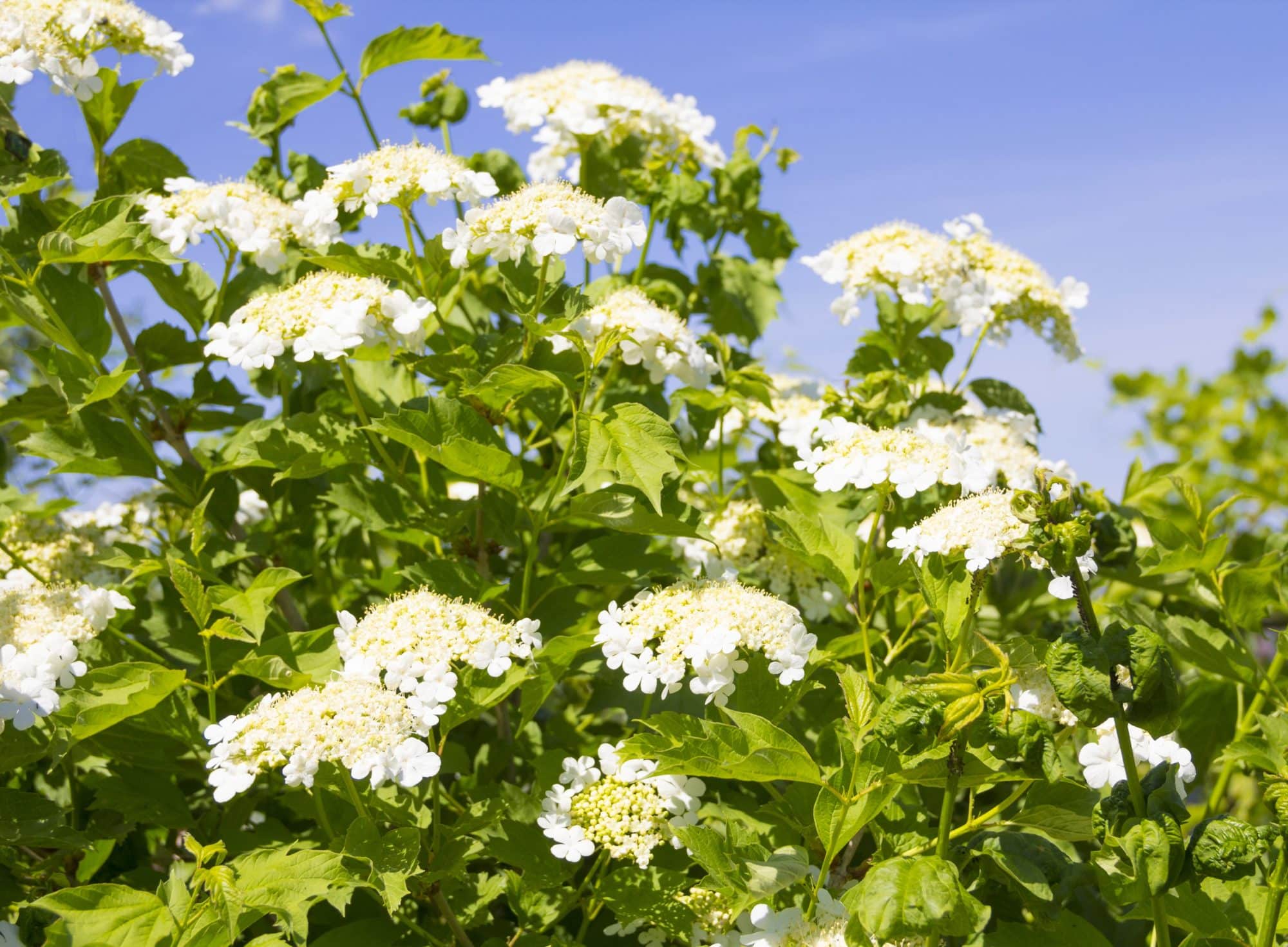 Buy Guelder Rose Hedging Guelder Rose Hedge Plants Viburnum Opulus