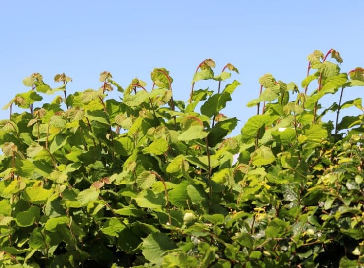 Young lush summer foliage of a Hazel hedge Corylus avellana