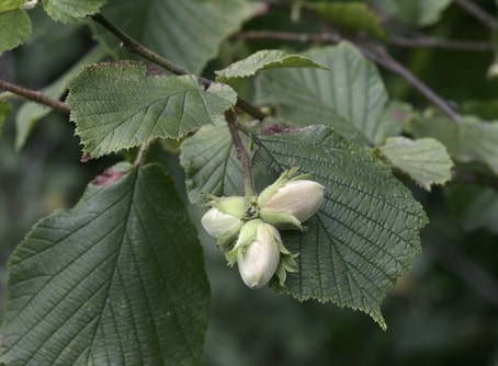 Nuts on an established hazel hedge Corylus avellana
