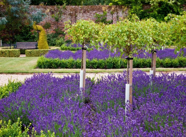 Lavender Hedging Buy Lavender Hedge Plants Hopes Grove Nurseries