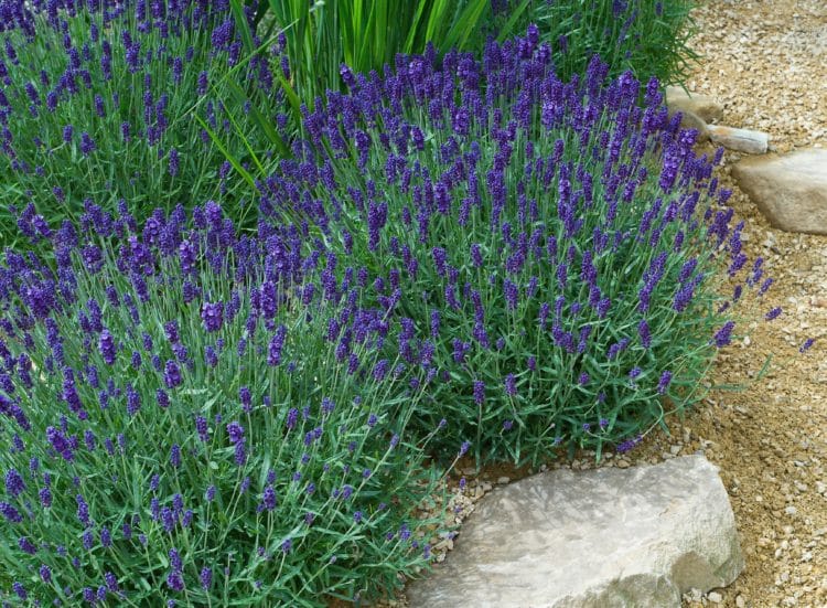Lavender Hidcote Hedge Lavandula angustifolia Hidcote Hidcote