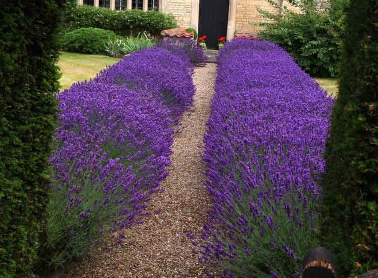 Lavender Hidcote Hedge - Lavandula angustifolia Hidcote ...