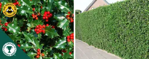 holly green hedging