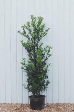 Holly Green Potted Hedging 150-175cm 60-72in