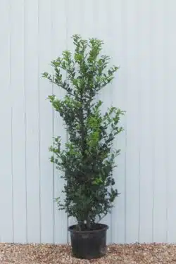 Holly Green Potted Hedging 150-175cm 60-72in