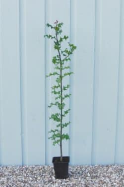 Holly Green Potted Hedging 60-80cm 24-36in