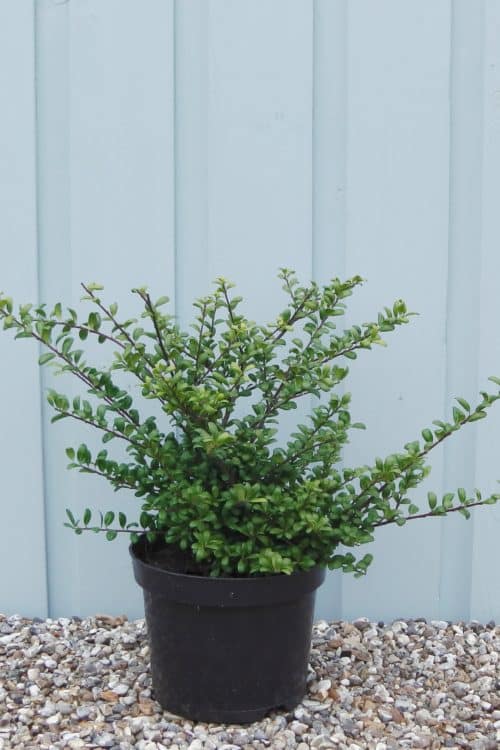 Ilex crenata Convexa Japanese Holly hedge plant 2 litre pot